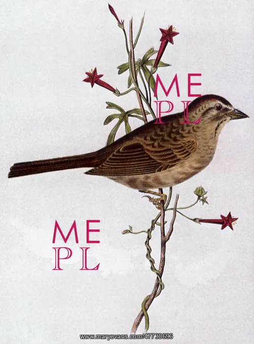  : Western Swamp Sparrow, Ammodromus ruficeps