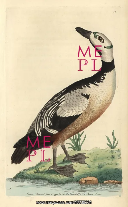 : Western, variegated duck or Steller's eider : Western, variegated duck or Steller's eider