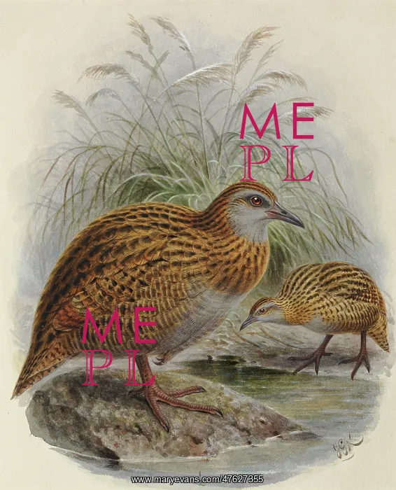 : Western Weka and Buff Weka : Western Weka and Buff Weka
