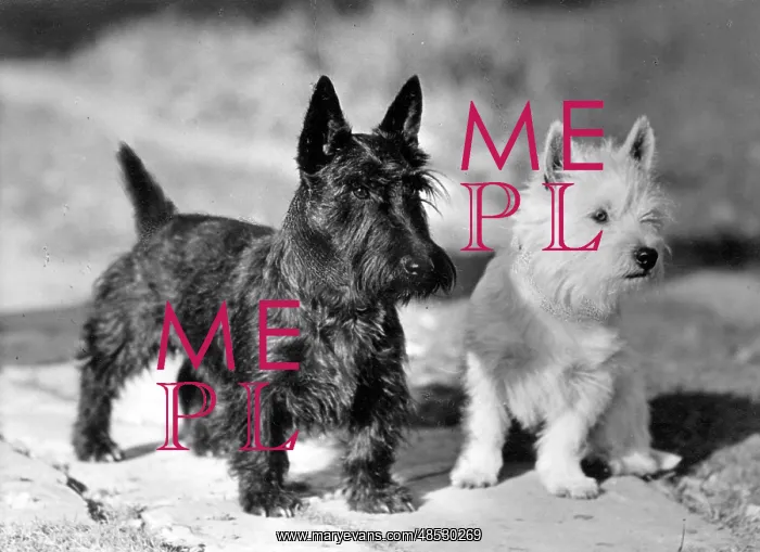 : WESTIE AND SCOTTIES DOGS : WESTIE AND SCOTTIES DOGS