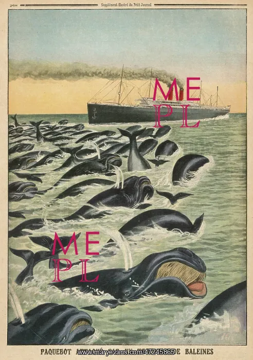 : WHALE ATTACKS LINER : WHALE ATTACKS LINER