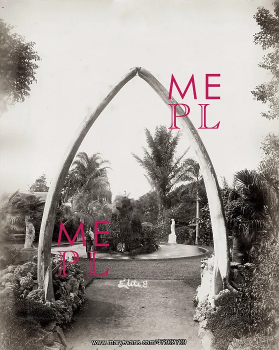 : Whale bone arch, Botanical Gardens, Brisbane, Australia : Whale bone arch, Botanical Gardens, Brisbane, Australia