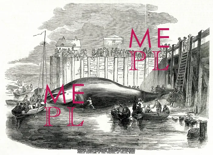 : WHALE CAUGHT IN THAMES : WHALE CAUGHT IN THAMES