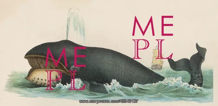  : Whale circa 1870