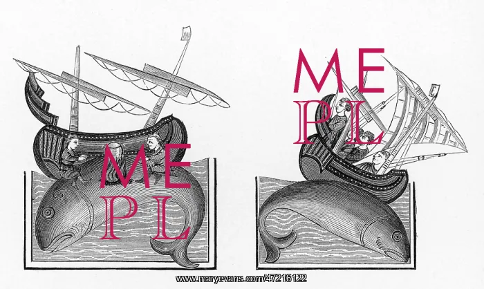 : Whale Island : Whale Island