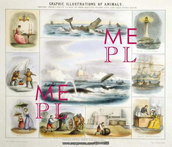 : The Whale: Light, perfume, oil, manure, whalebone : The Whale: Light, perfume, oil, manure, whalebone