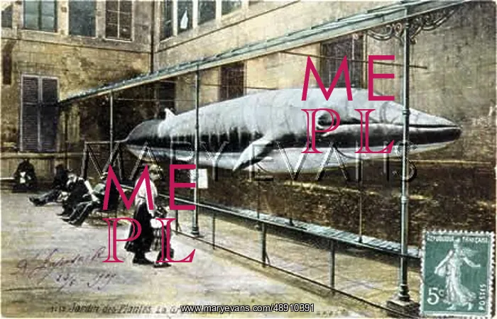  : WHALE, PARIS