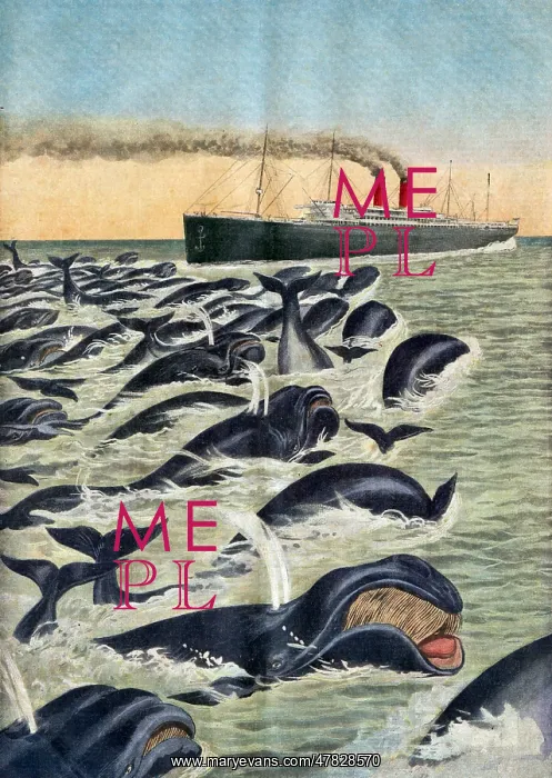 : Whale Pod Attacking Ship, 1913 : Whale Pod Attacking Ship, 1913