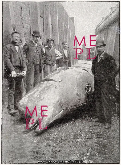 : Whale found in the River Thames 1895 : Whale found in the River Thames 1895