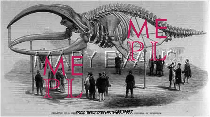 : WHALE SKELETON : WHALE SKELETON