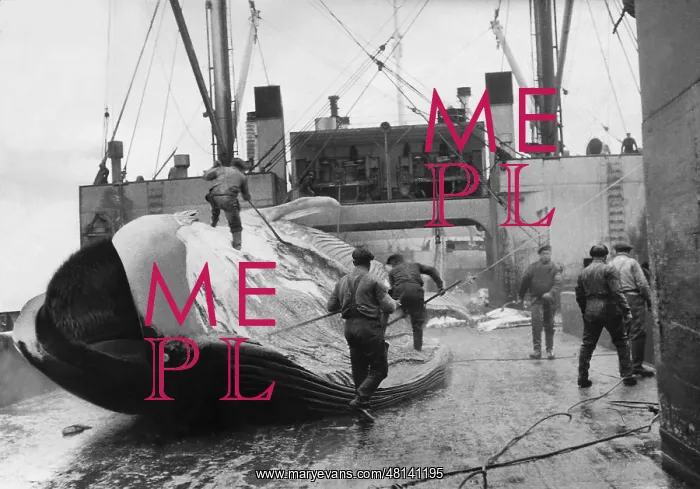 : Whale on a whaling ship, 1938 : Whale on a whaling ship, 1938