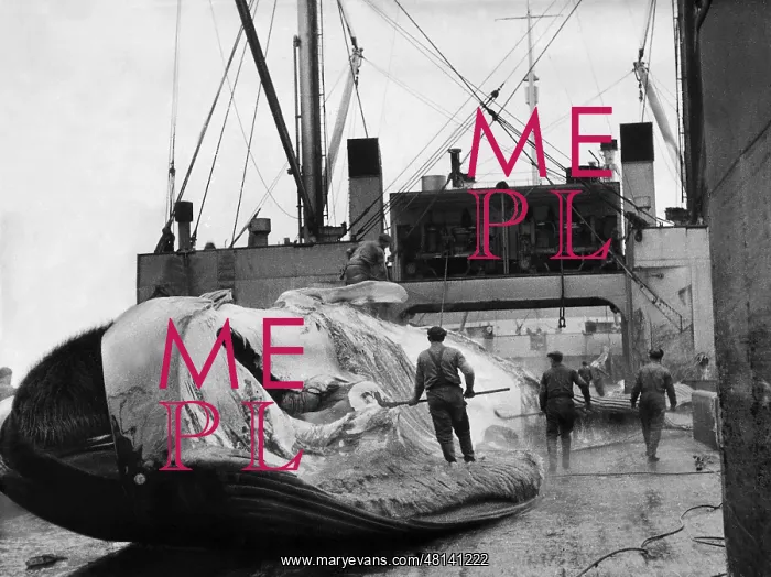 : Whale on a whaling ship, 1938 : Whale on a whaling ship, 1938