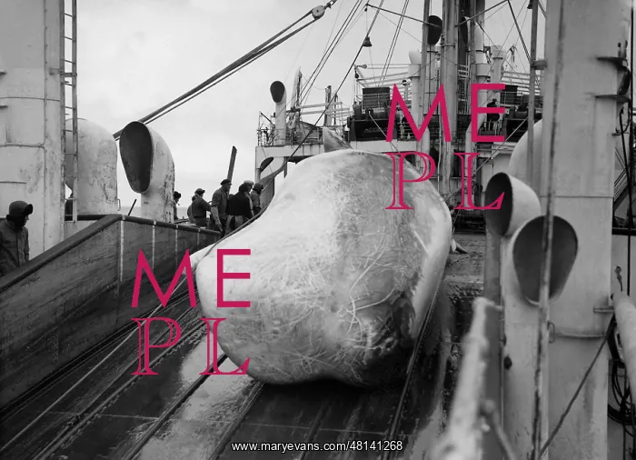 : Whale on a whaling ship, 1938 : Whale on a whaling ship, 1938