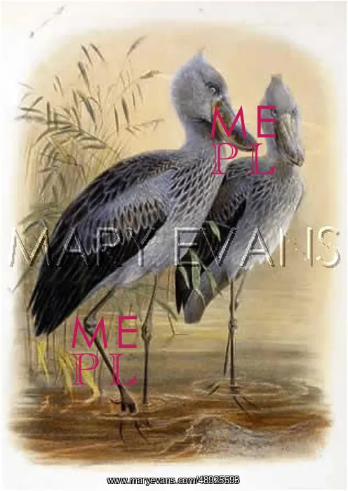 : WHALEHEADED STORK : WHALEHEADED STORK