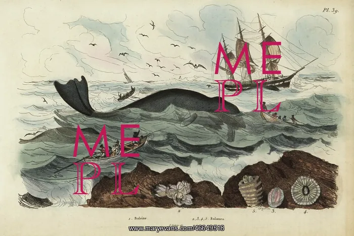: Whalers hunting a whale : Whalers hunting a whale