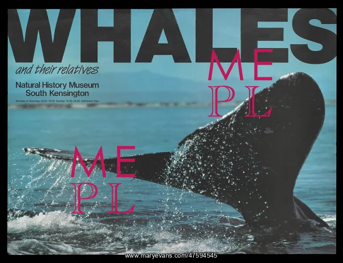  : Whales and their relatives