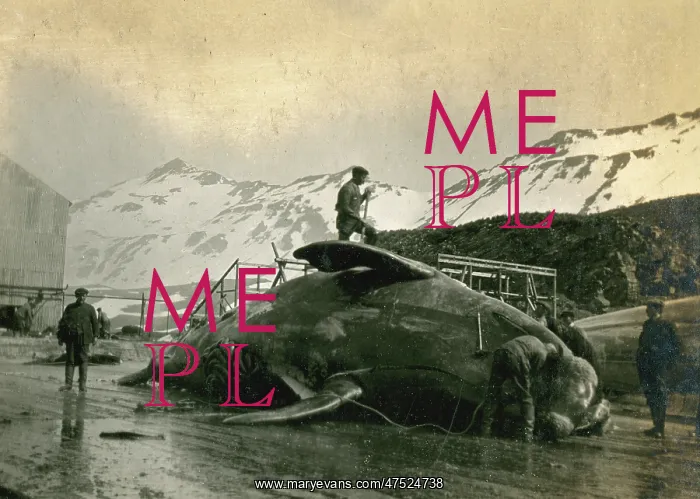 : Whaling, South Georgia, 1912 (2)