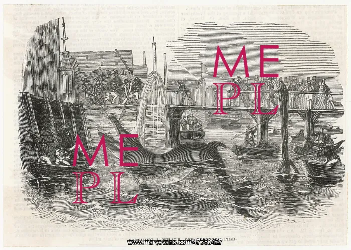 : WHALING IN DEPTFORD : WHALING IN DEPTFORD