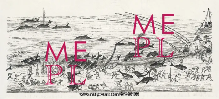 : WHALING IN JAPAN : WHALING IN JAPAN