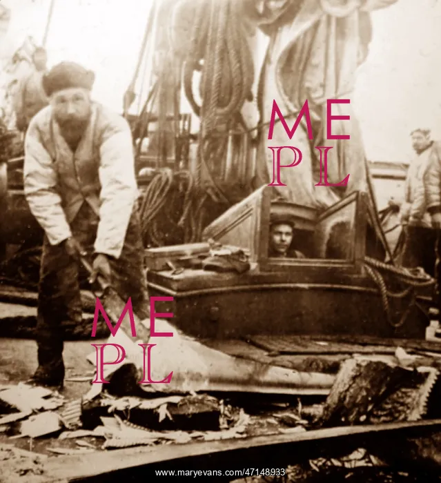: Whaling ship in the Arctic - crew removing the whalebone : Whaling ship in the Arctic - crew removing the whalebone