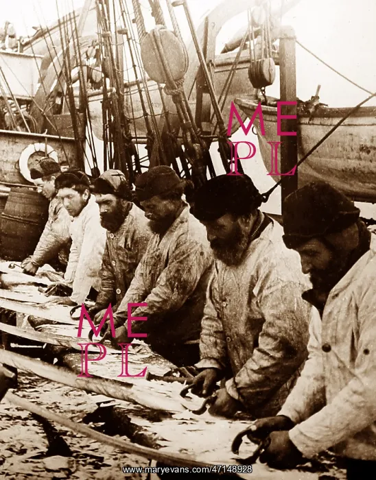 : Whaling ship in the Arctic - crew scraping the whalebone : Whaling ship in the Arctic - crew scraping the whalebone