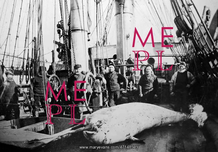 : Whaling ship in the Arctic - crew with whale on deck : Whaling ship in the Arctic - crew with whale on deck