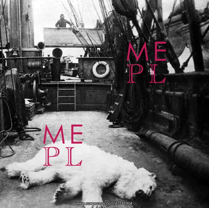 : Whaling ship in the Arctic with dead polar bear : Whaling ship in the Arctic with dead polar bear