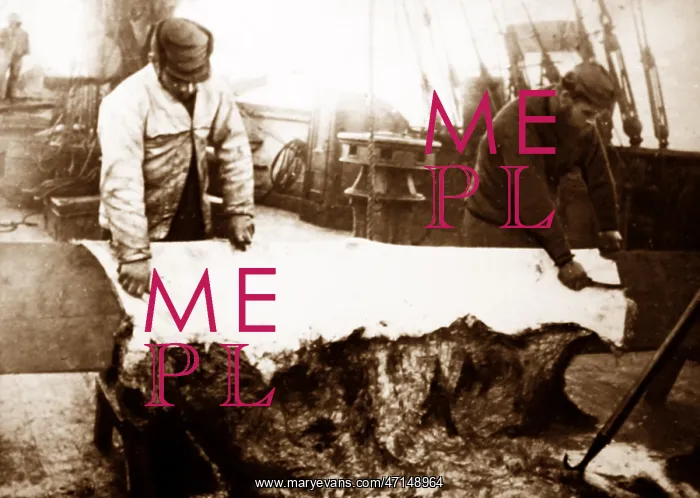 : Whaling ship in the Arctic, skinning apolar bear
