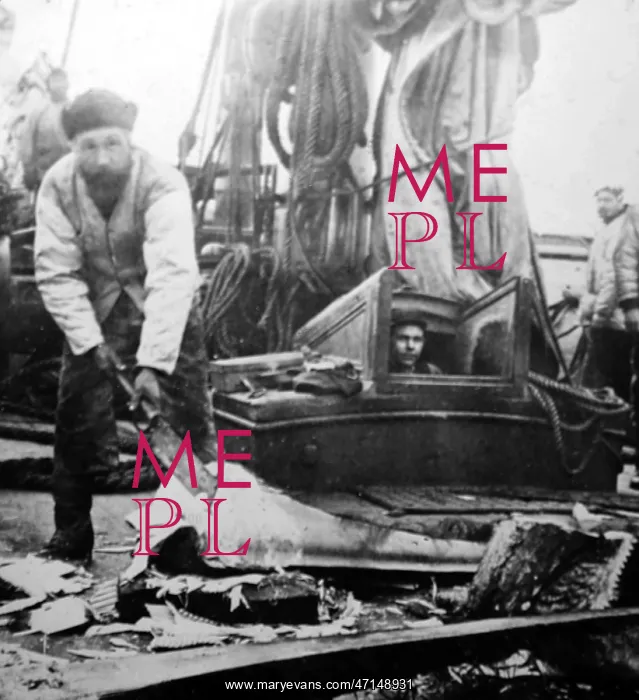  : Whaling ship, removing the whalebone