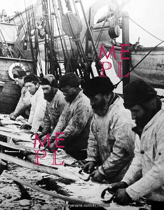  : Whaling ship, scraping the whalebone