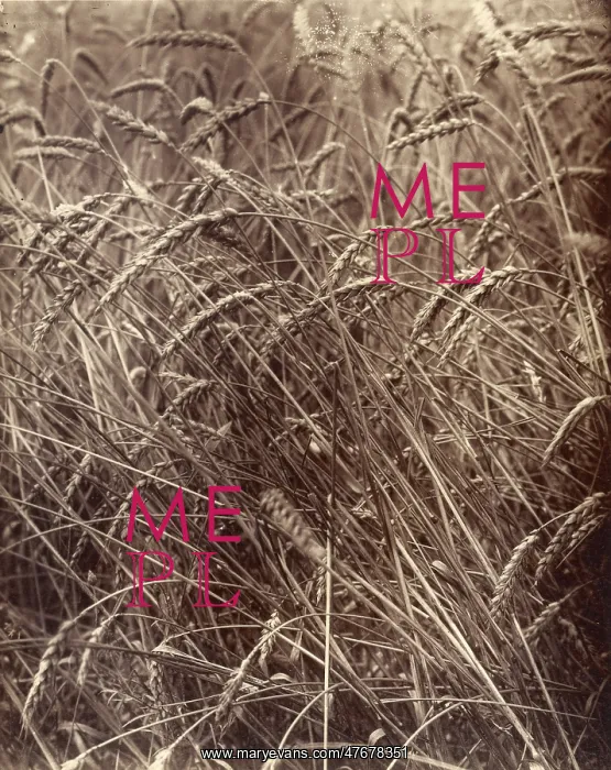 : Wheat, Atget, 1900 : Wheat, Atget, 1900