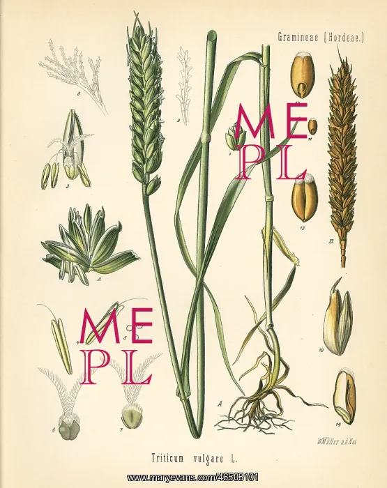 : Wheat or bread wheat, Triticum vulgare : Wheat or bread wheat, Triticum vulgare