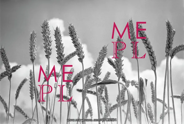 : Wheat ears, 1970 : Wheat ears, 1970