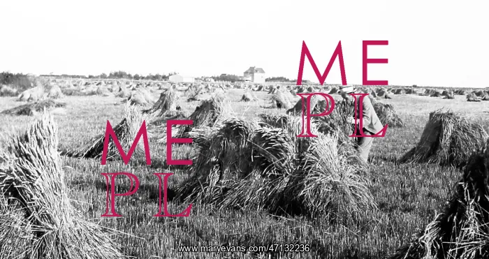  : Wheat field, Prairies, Canada