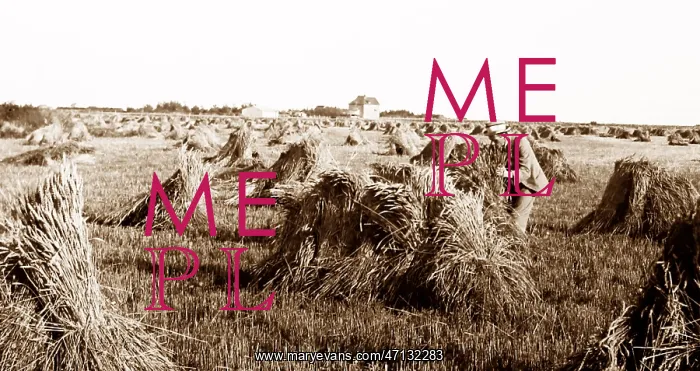  : A wheat field on the Prairies, Canada, early 1900s