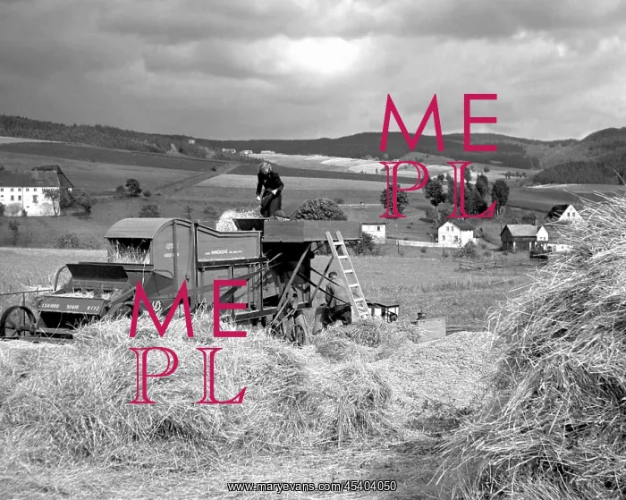 : Wheat harvest : Wheat harvest