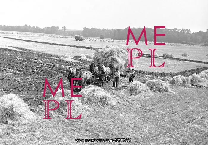  : Wheat harvest