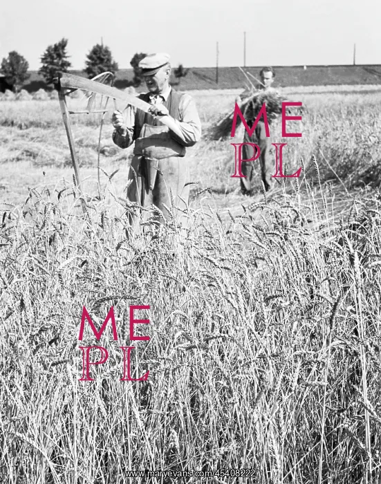 : Wheat harvest : Wheat harvest
