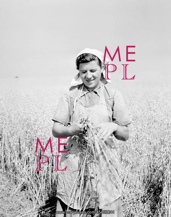  : Wheat harvest