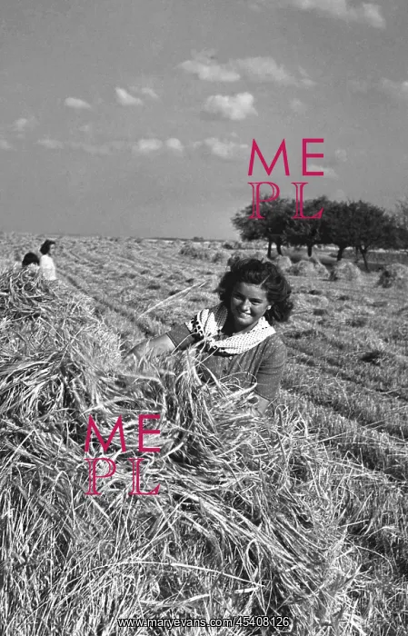 : Wheat harvest - suntanned : Wheat harvest - suntanned