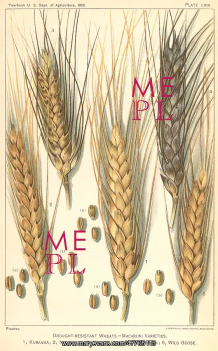  : Wheat Stalks