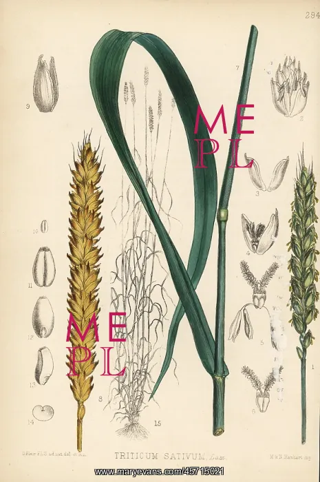: Wheat, Triticum sativum : Wheat, Triticum sativum