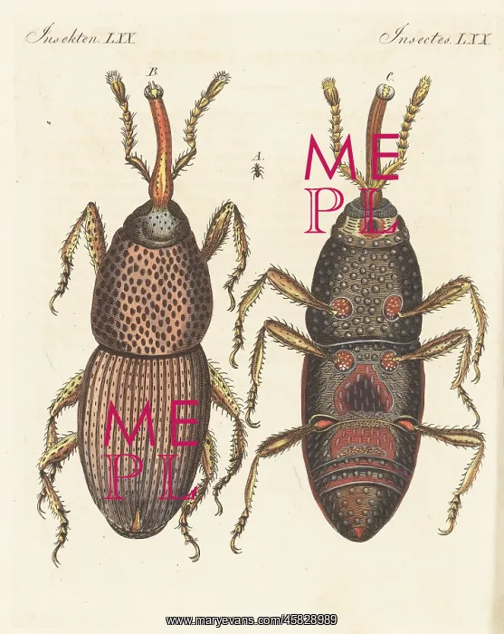 : Wheat weevil, Sitophilus granarius : Wheat weevil, Sitophilus granarius