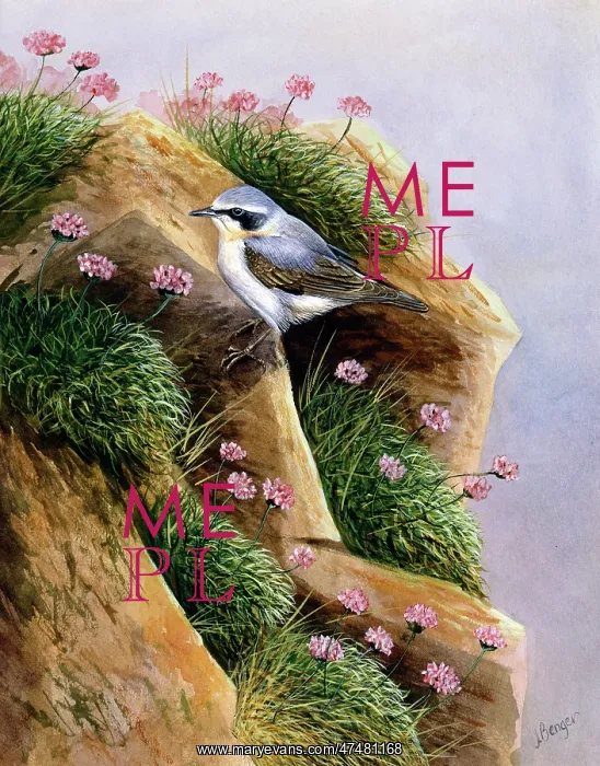  : Wheatear