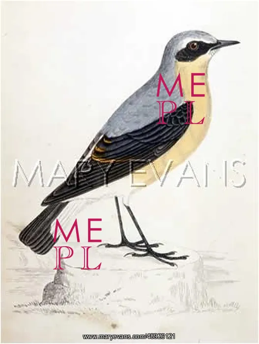  : WHEATEAR (MORRIS)