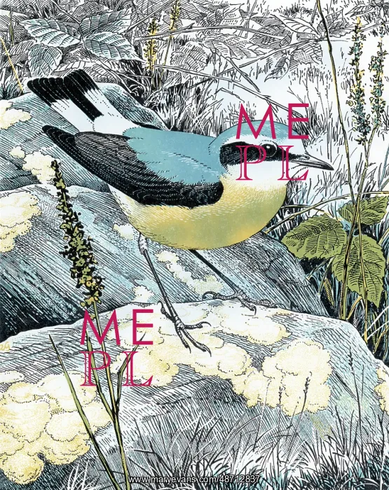 : Wheatear or Northern Wheatear : Wheatear or Northern Wheatear