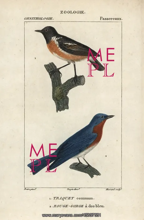 : Wheatear, Oenanthe oenanthe, and eastern bluebird : Wheatear, Oenanthe oenanthe, and eastern bluebird