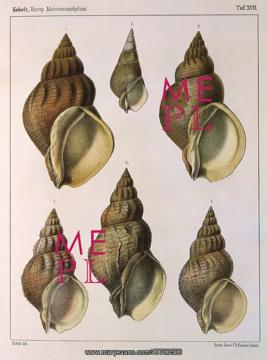  : Whelk Shell