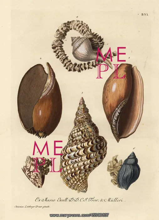 : Whelks and sea snails with eggs : Whelks and sea snails with eggs