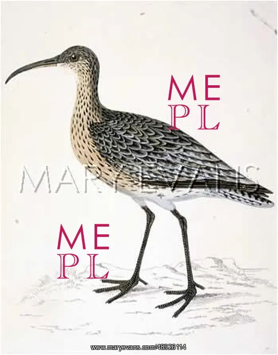  : WHIMBREL (MORRIS)
